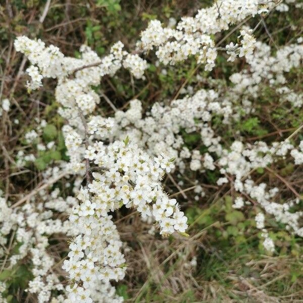 Spiraea thunbergii Цвят