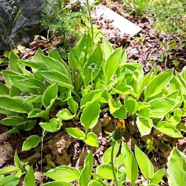 Mertensia paniculata Flower