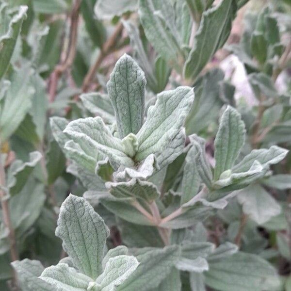 Cistus crispus برگ