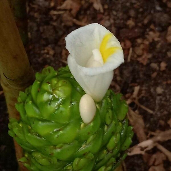 Costus dubius Fleur