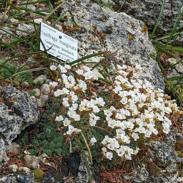 Saxifraga marginata 花