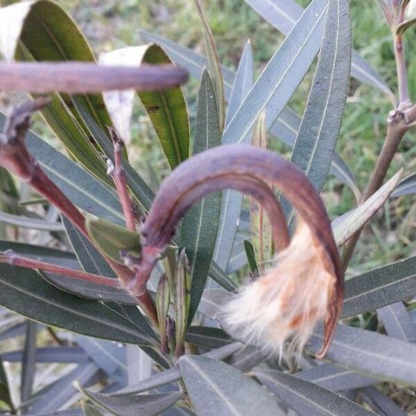 Nerium oleander Frukt