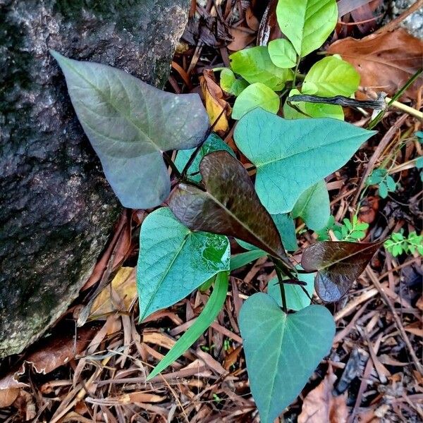 Ipomoea batatas 叶