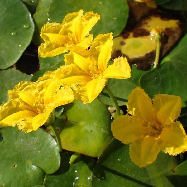 Nymphoides peltata Habitus