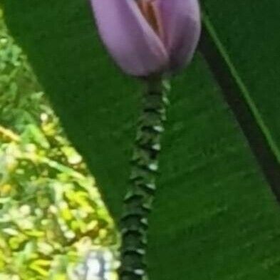 Musa ornata फूल