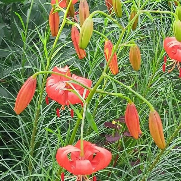 Lilium pomponium Egyéb