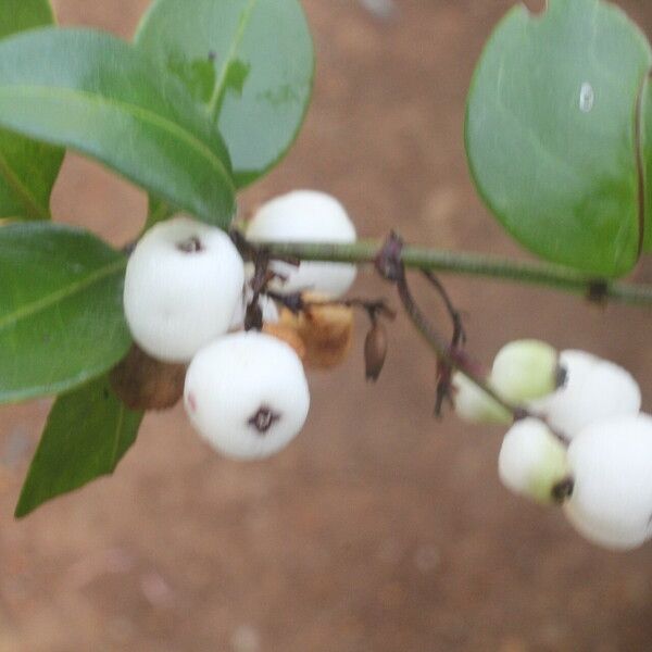 Chiococca alba Fruit