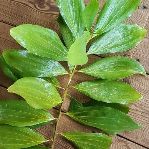 Acacia mangium Leaf