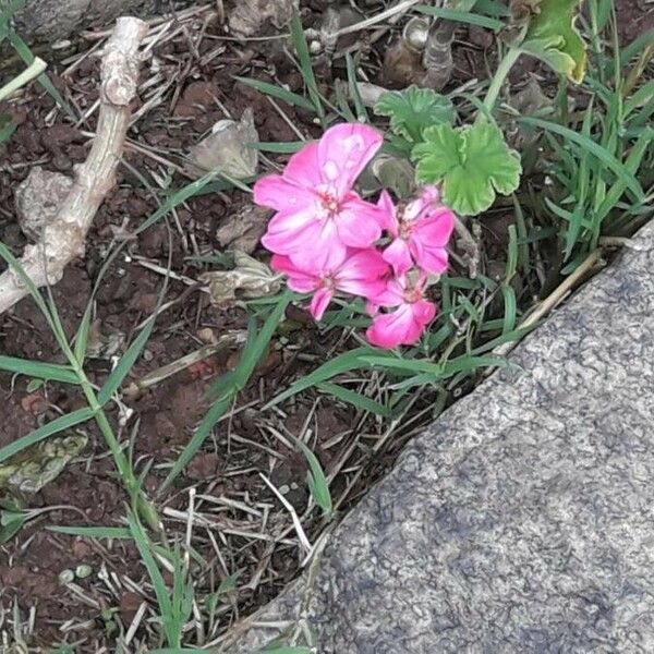 Pelargonium inquinans Blüte