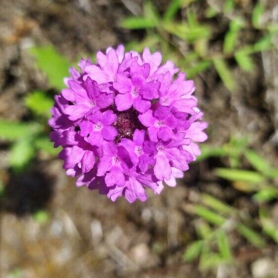 Verbena rigida Flor