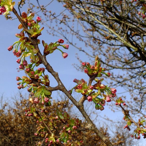 Prunus × yedoensis عادت