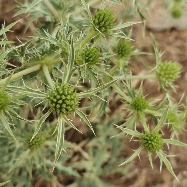 Eryngium campestre Leht