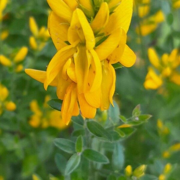 Genista tinctoria പുഷ്പം