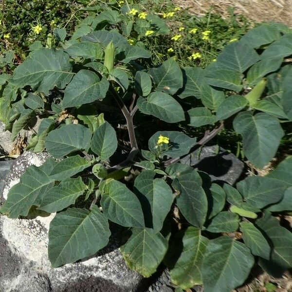 Datura inoxia Foglia