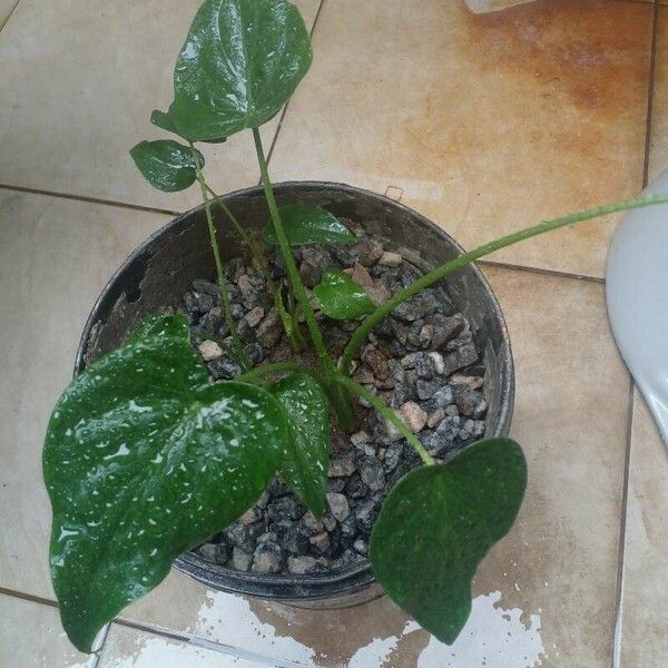 Alocasia cucullata Лист