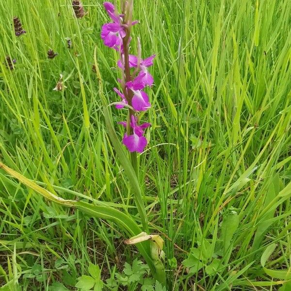 Anacamptis palustris Costuma