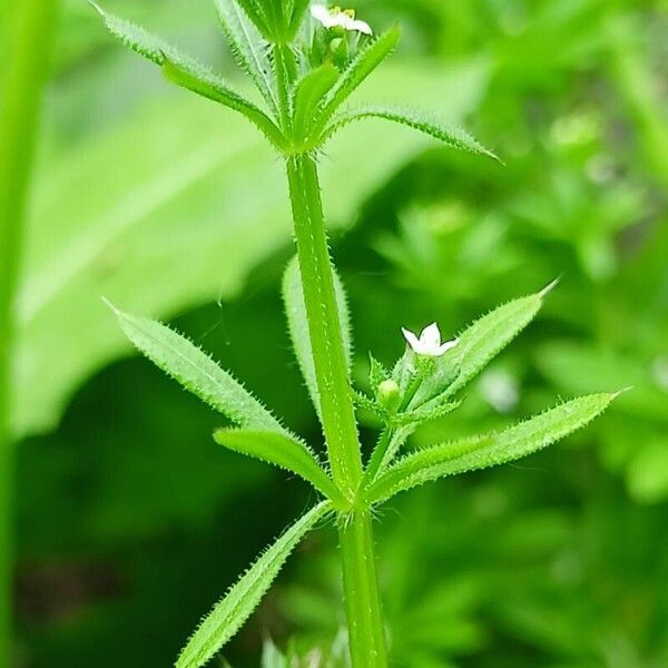 Galium aparine Flower