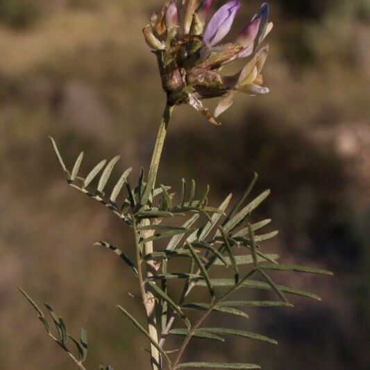 Astragalus hispanicus Други