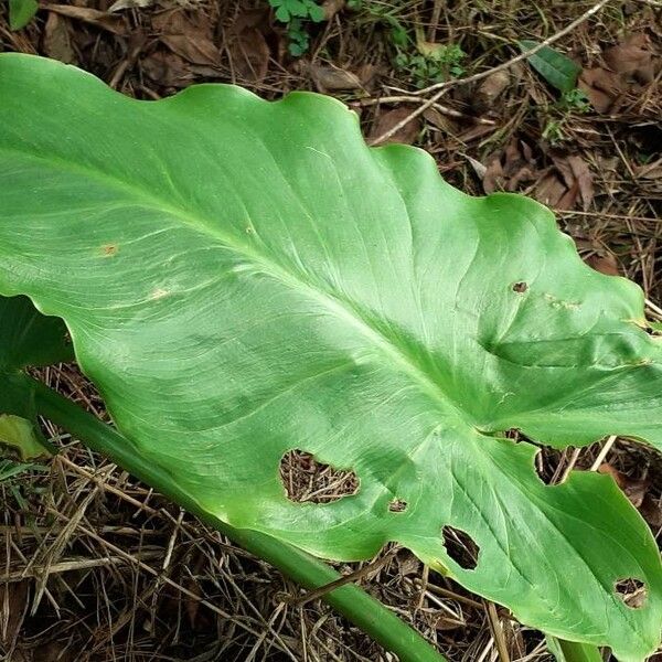 Zantedeschia aethiopica Hostoa