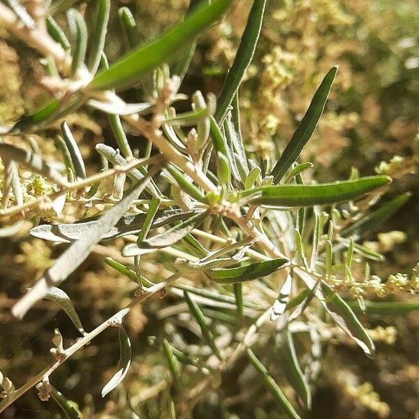 Atriplex canescens Blad