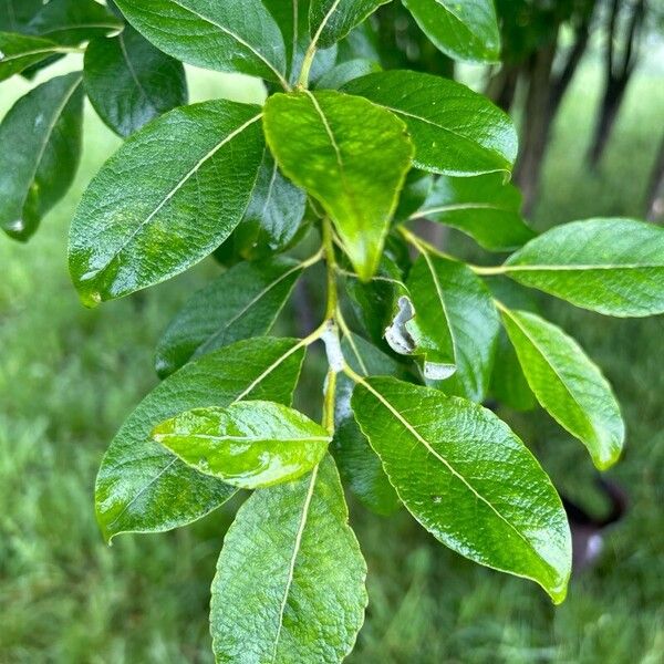 Salix laggeri Lehti