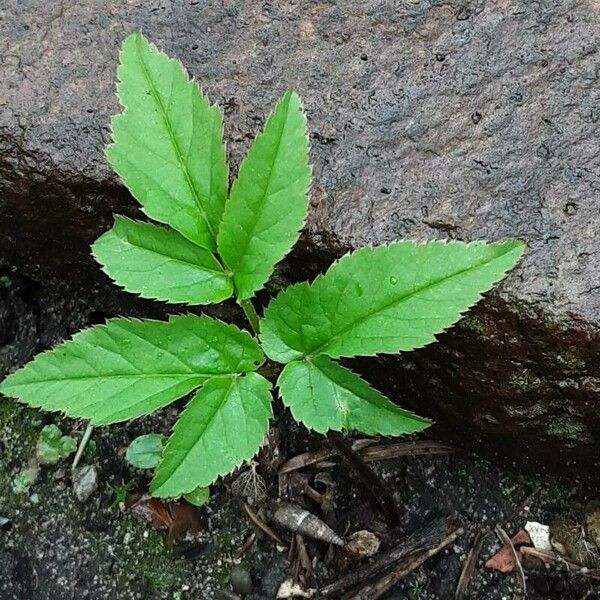 Aegopodium podagraria Leaf