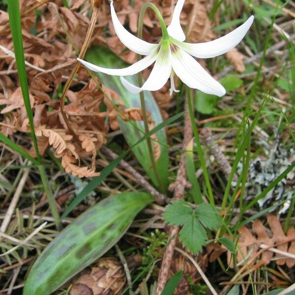 Erythronium oregonum Hábito