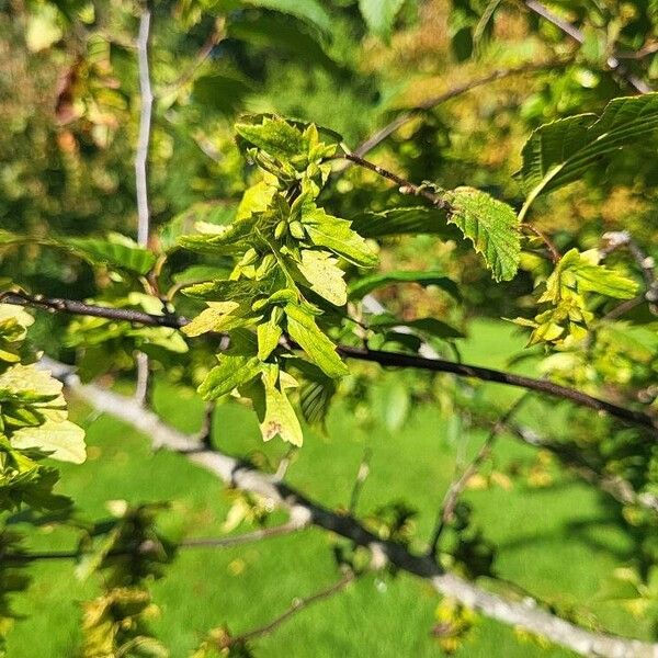 Carpinus caroliniana Vrucht