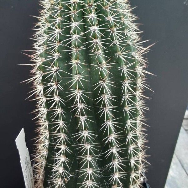 Echinopsis spp. Habitus