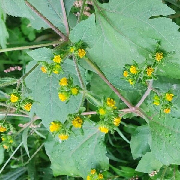 Sigesbeckia orientalis Flower