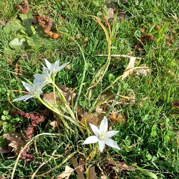 Ornithogalum orthophyllum Flower