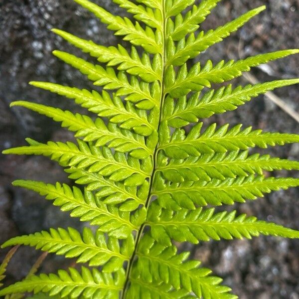 Pityrogramma calomelanos Folha