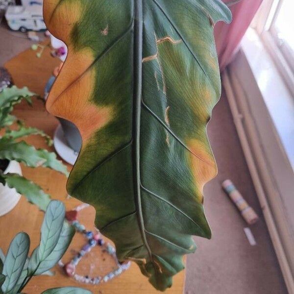 Alocasia lauterbachiana Leaf