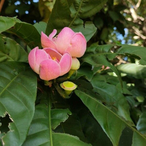 Gustavia augusta Blomst