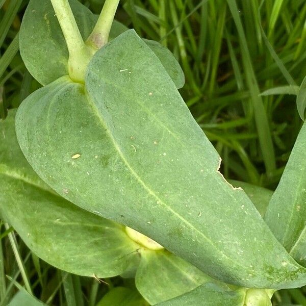 Gypsophila vaccaria Leaf