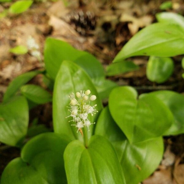 Maianthemum canadense Blodyn