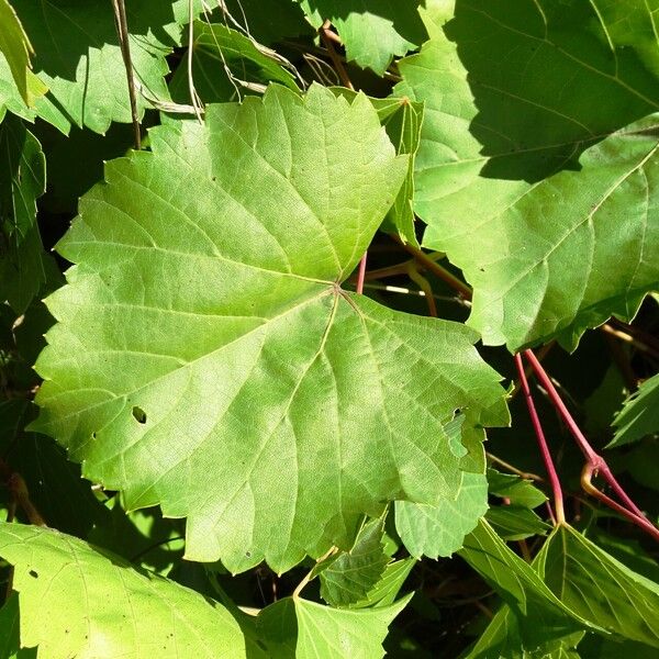 Vitis rupestris Frunză