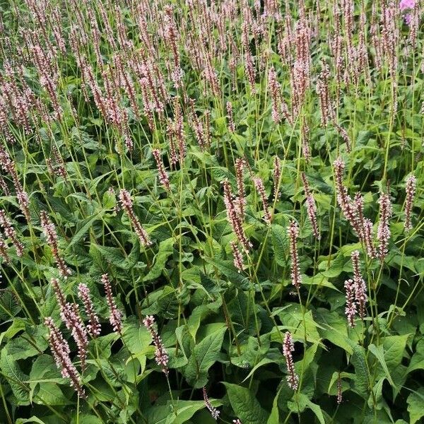 Persicaria amplexicaulis Habit