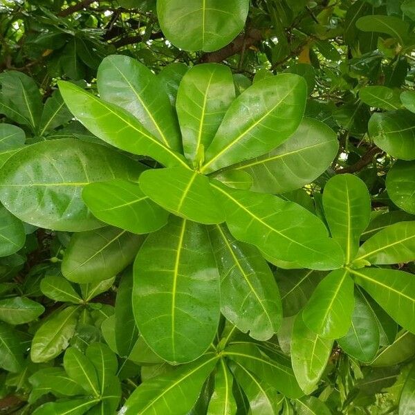 Barringtonia asiatica Yaprak