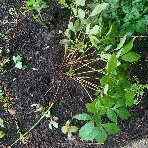 Paeonia officinalis Leaf