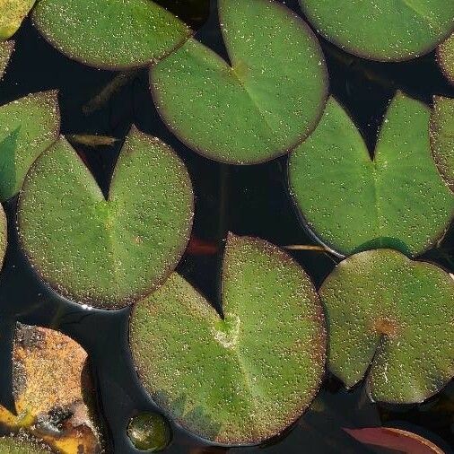 Nymphaea candida Φύλλο