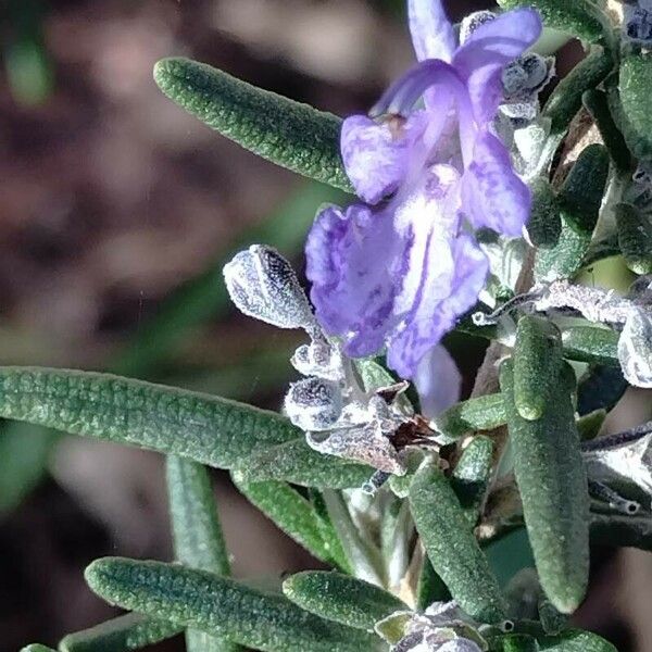 Rosmarinus eriocalyx Flower