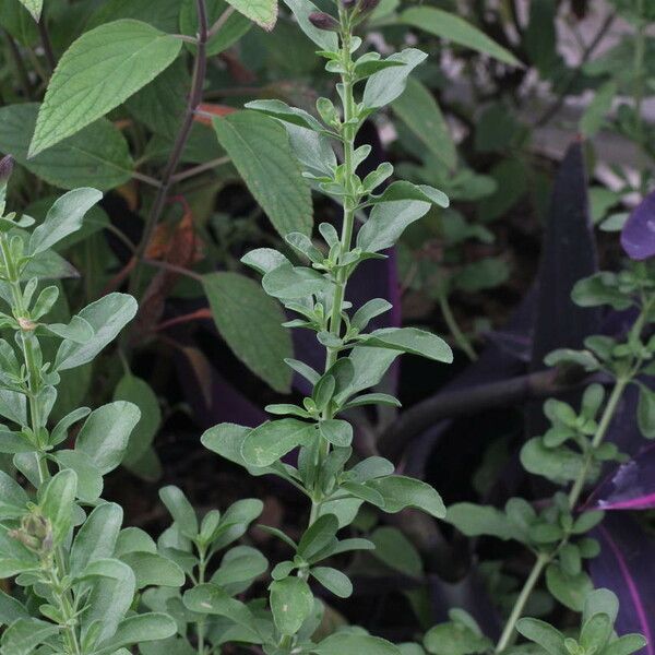 Salvia × jamensis Costuma