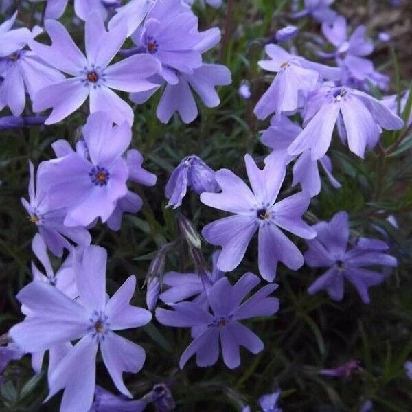 Phlox subulata Цвят