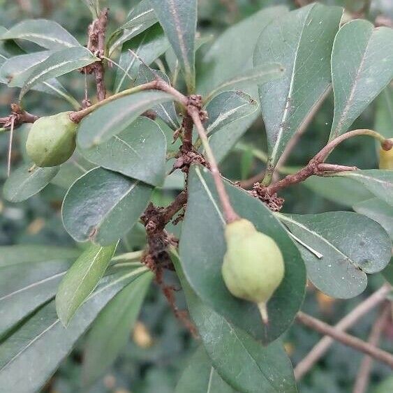 Pittosporum heterophyllum 葉