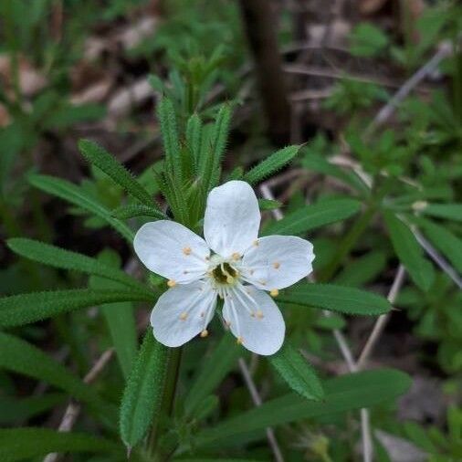 Rhododendron tomentosum Cvet