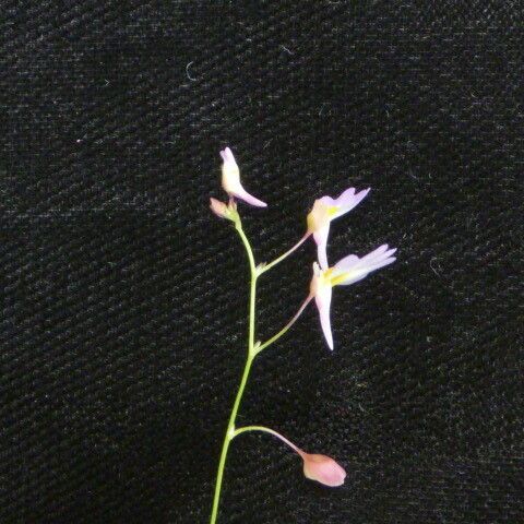 Utricularia striatula ᱵᱟᱦᱟ