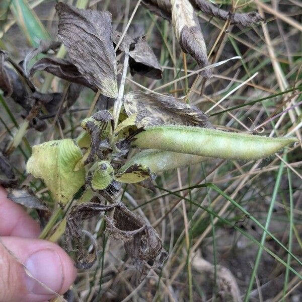 Vicia narbonensis Fruit