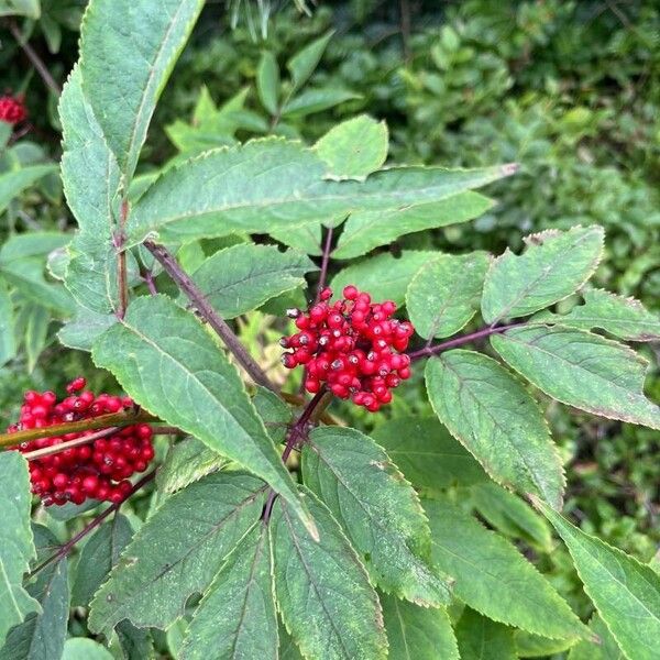 Sambucus racemosa Vili