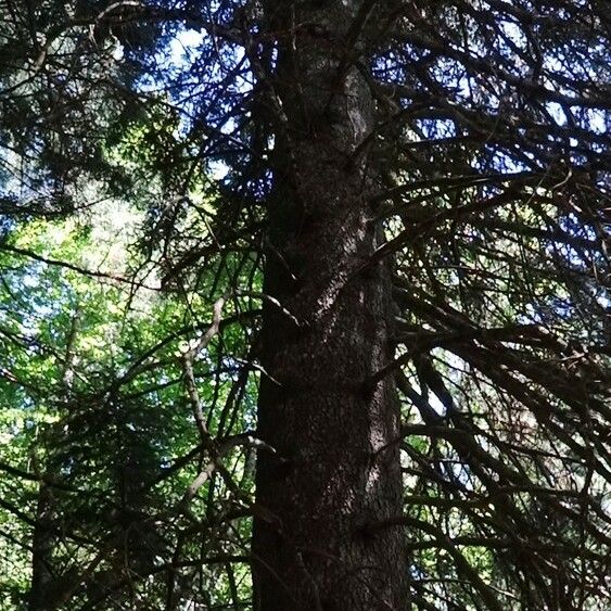 Abies cephalonica Habitus